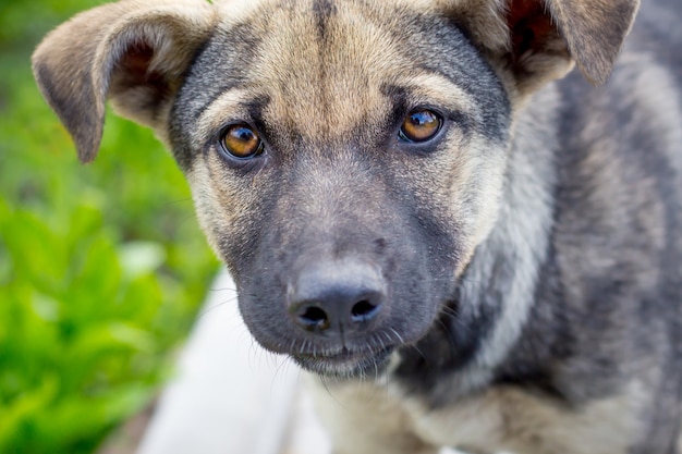 Portrait d'un jeune chien gros plan. Le chien attend avec impatience_