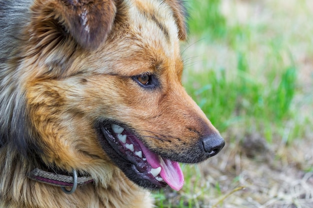 Portrait d'un jeune chien hirsute close-up dans profile_