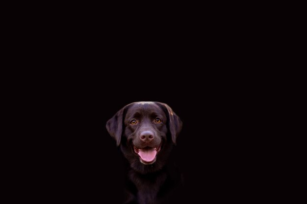 portrait d'un jeune chien labrador retriever