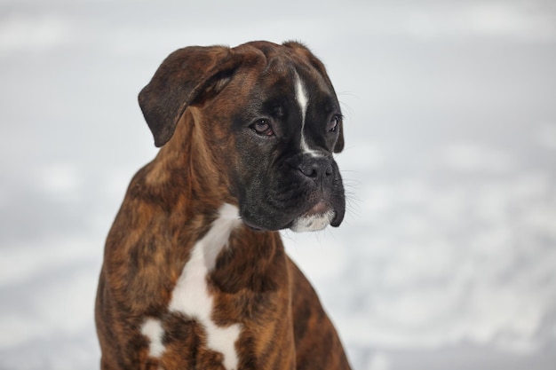 Portrait d'un jeune chiot boxer de photo couleur tigre en hiver sur fond neigeux