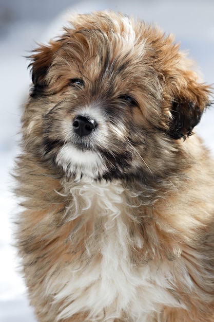 Portrait d'un jeune chiot hirsute.