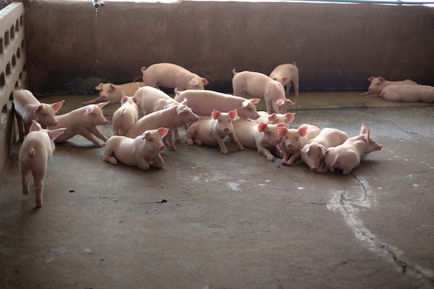 Portrait de jeune cochon