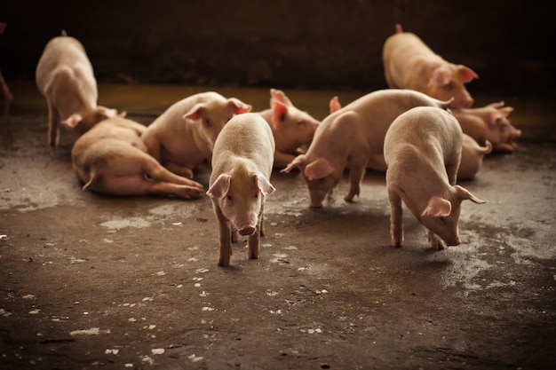 Portrait de jeune cochon