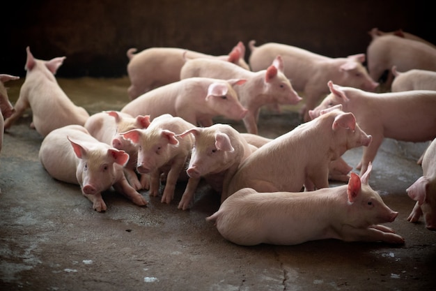 Photo portrait de jeune cochon