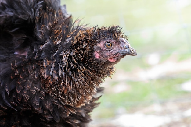 Portrait d'un jeune coq brun comme un cône devant