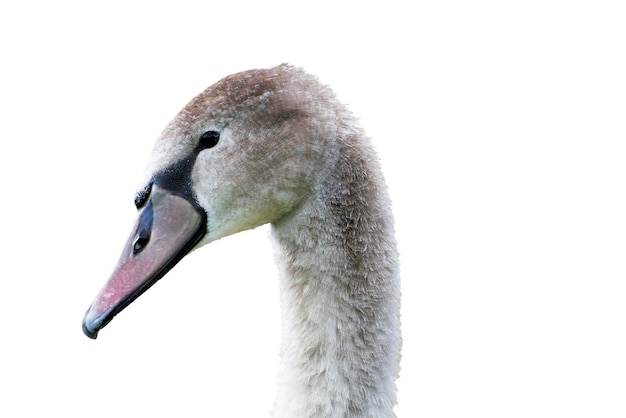 Portrait d'un jeune cygne gris sur fond blanc