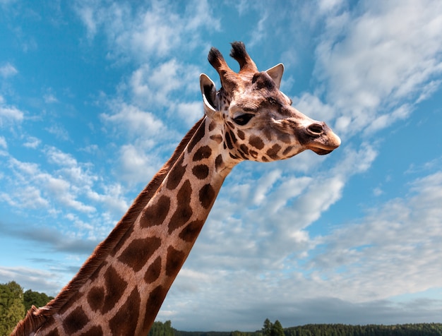 Portrait d'une jeune girafe