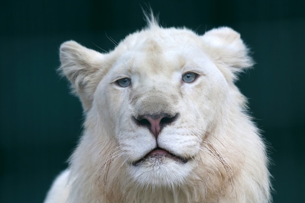 Le portrait d'un jeune lion blanc