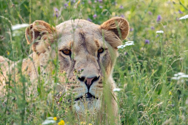 Portrait d'une jeune lionne dans l'herbe. Gros plan...