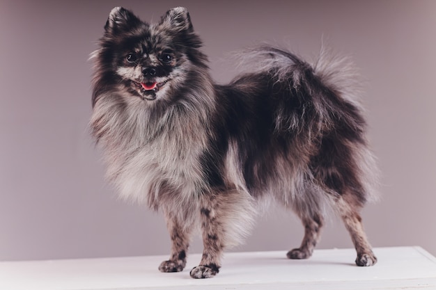 Portrait d'un jeune loup spitz tourné en studio