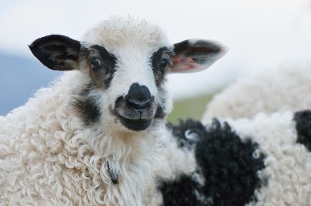 Portrait d'un jeune mouton