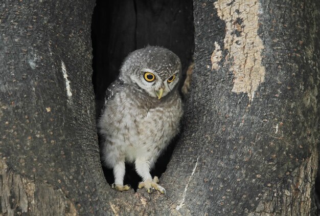 Portrait d'un jeune oiseau sur le tronc d'un arbre