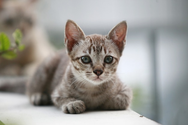 Portrait de jeune petit chat gris, à l'extérieur