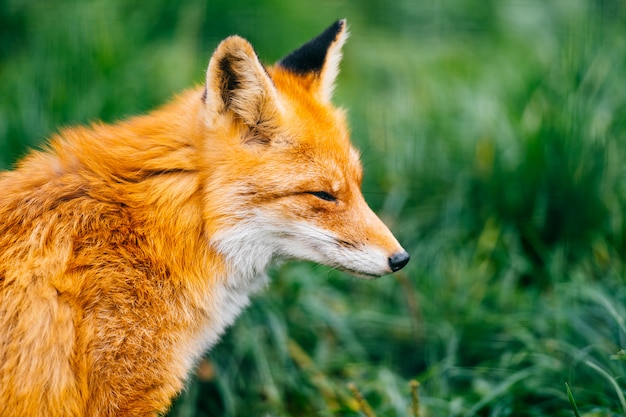 Portrait de jeune petit renard roux assis sur l'herbe verte à la nature sauvage en plein air. Vie animale chiot à fourrure.