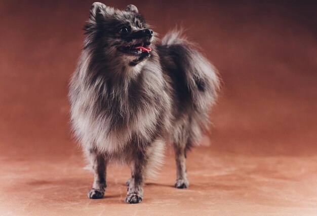 Portrait d'un jeune spitz loup tourné en studio sur fond gris foncé