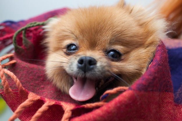 Portrait d'un jeune spitz poméranien orange gros plan