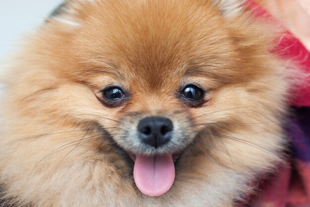 Portrait d'un jeune spitz poméranien orange gros plan