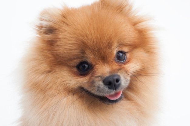 Portrait d'un jeune spitz poméranien orange gros plan