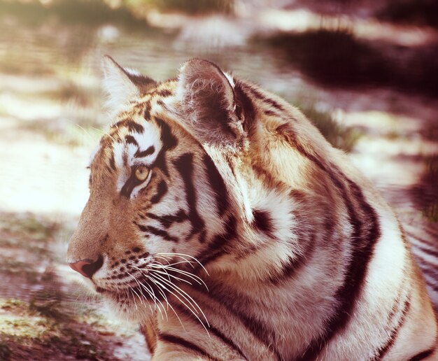 Portrait de jeune tigre au repos sur un sol