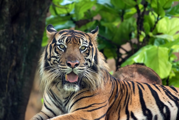 portrait, de, jeune, tigre bengale, gros plan, tigre