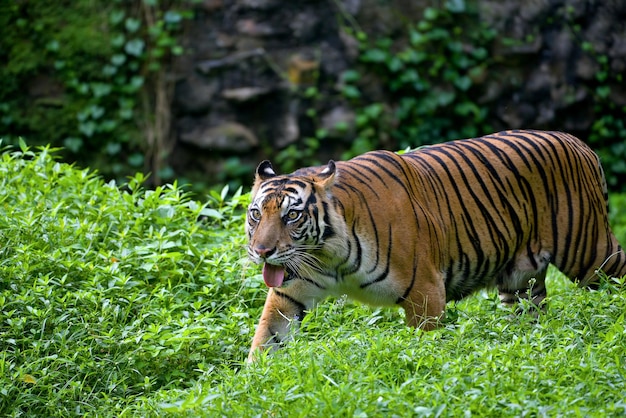 Portrait De Jeune Tigre Du Bengale Tête Gros Plan Tigre Du Bengale Mâle De Tigre Du Bengale Gros Plan