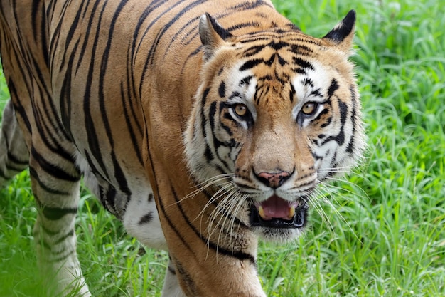 Portrait de jeune tigre du Bengale