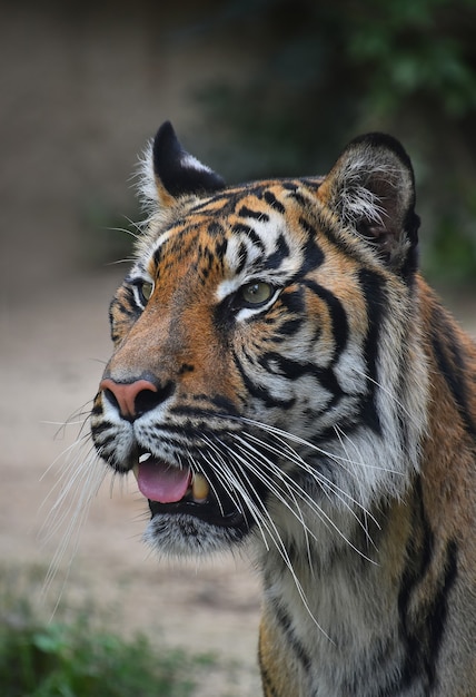 Portrait de jeune tigre de Sumatra avec la bouche ouverte