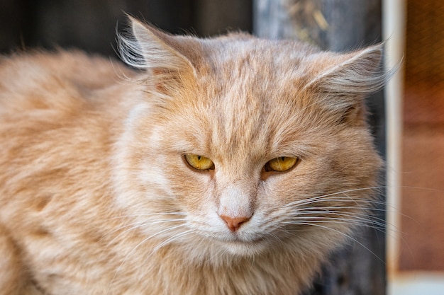 Photo portrait d'un joli chat moelleux dans la rue