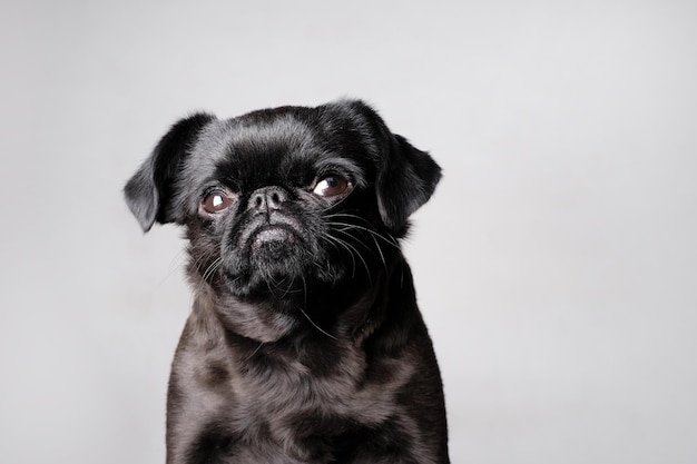 Portrait de joli chien brabancon ou griffon regardant la caméra avec un visage sérieux assis sur un gros plan de mur blanc