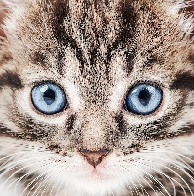 Portrait d'un joli petit chaton aux yeux bleus regardant le monde avec intérêt