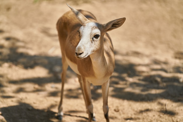 Portrait de jolie gazelle à la ferme