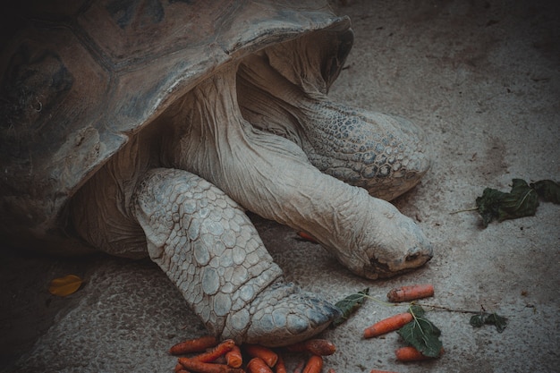 Un portrait d'une jolie tortue terrestre