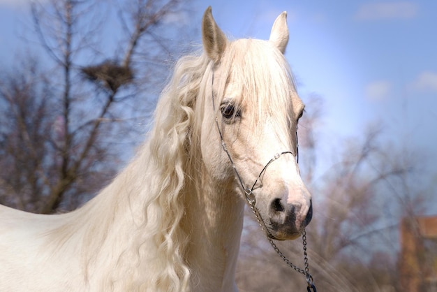 Portrait d'une jument galloise palomino