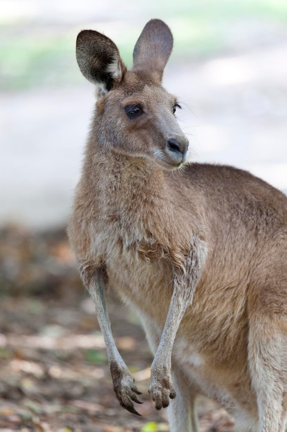 Portrait d'un kangourou rouge en Australie