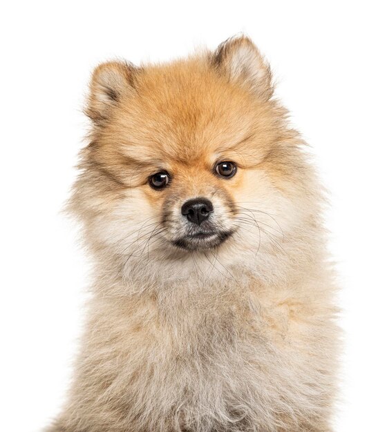 Portrait d'un Keeshond regardant fixement la caméra isolée sur blanc