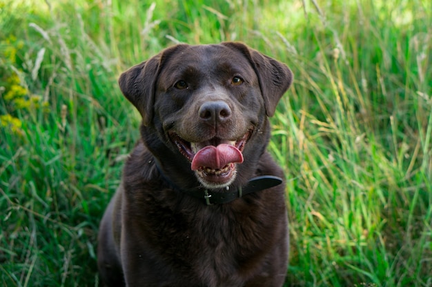Portrait d'un labrador brun sur le champ
