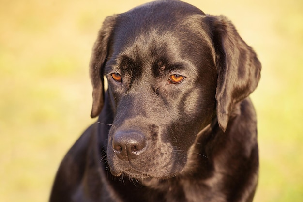 Portrait d'un Labrador retriever sur le fond de la nature Animal animal de compagnie