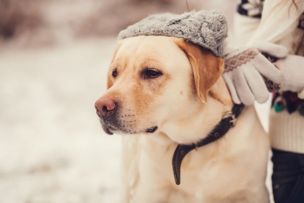 Portrait d&#39;un labrador