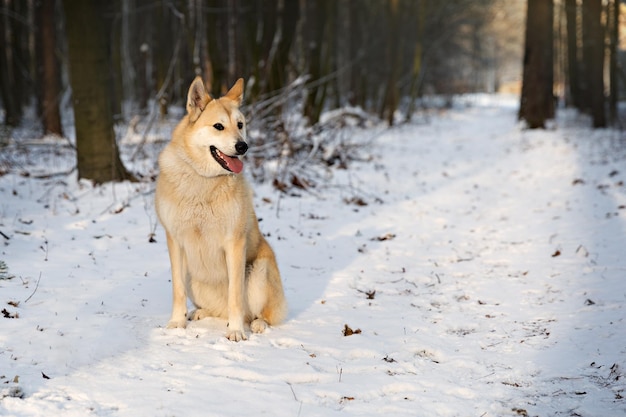 Portrait de laika de sibérie occidentale de race pure