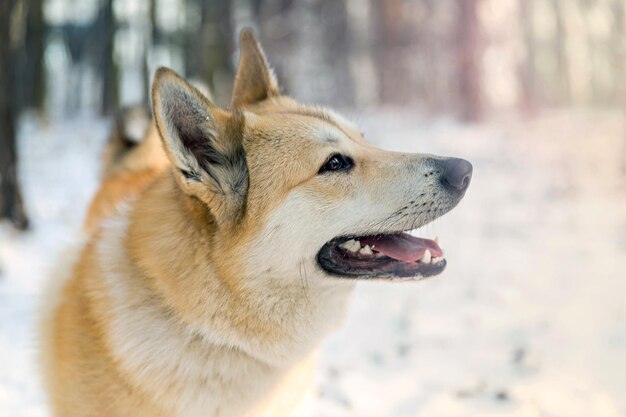 Portrait de laika de sibérie occidentale