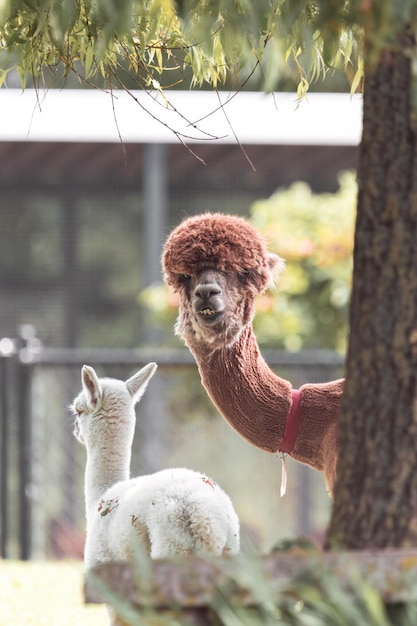 portrait d'un lama brun dans une ferme