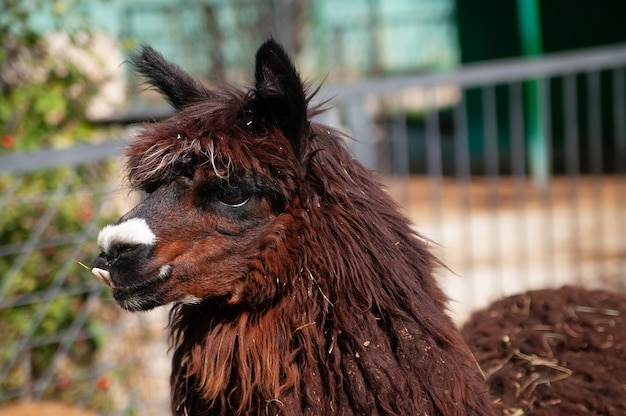 Portrait de lama brun