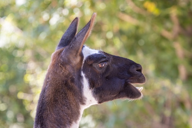 Portrait de lama de couleur noir et blanc