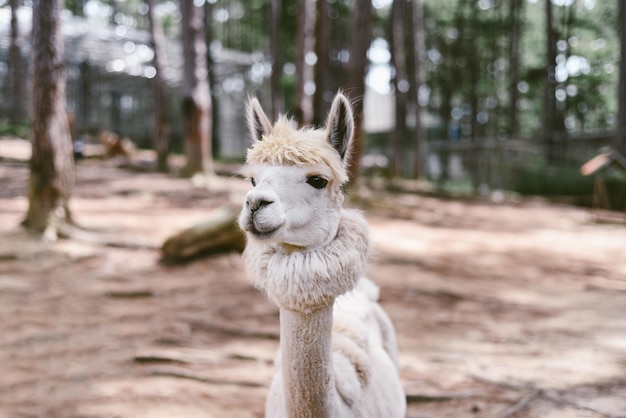 Portrait de lama drôle avec frange