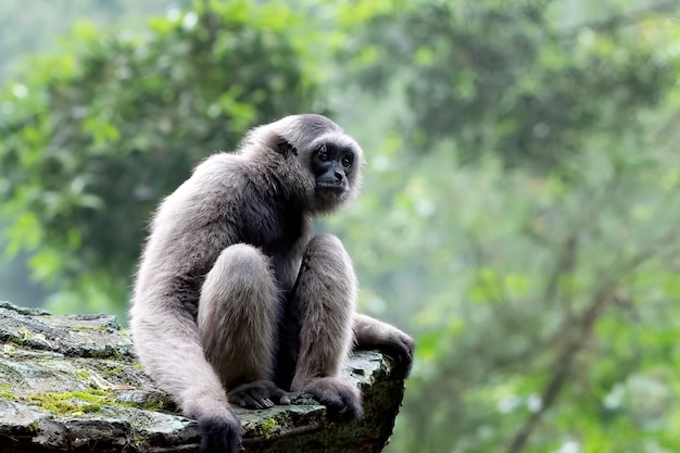 Portrait d'un langur dans les feuilles épaisses