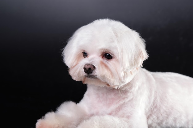 Portrait d'un lapdog maltais isoler sur fond noir