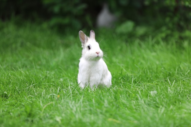 portrait d'un lapin blanc à l'extérieur