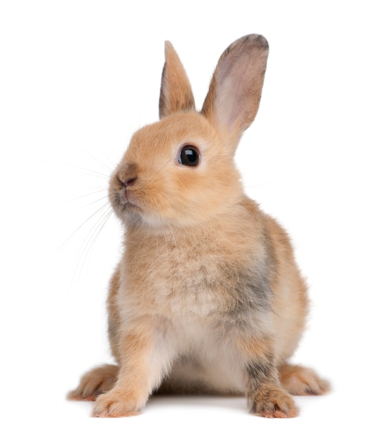 Portrait d'un lapin européen, Oryctolagus cuniculus, assis