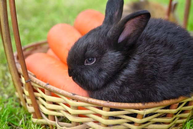 Portrait de lapin mignon avec carotte sur le panier en bois.