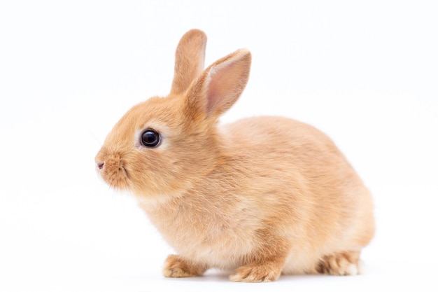 Portrait de lapin rouge à l'avant au spectateur sur fond blanc